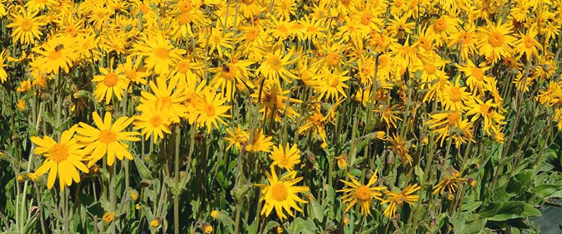Arnica nach Weisheitszahn OP